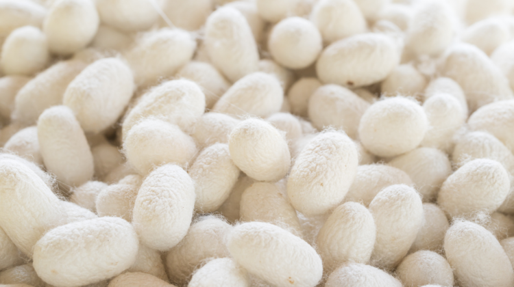 Seide – Die Herkunft und Eigenschaften der hochwertigen Naturfaser
