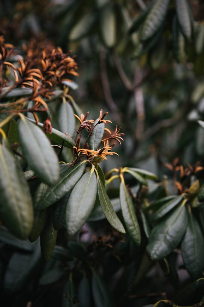 Laine Magazine I Stripes