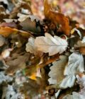 LITLG I ISSUE 3 Creative Timber – Bild 5