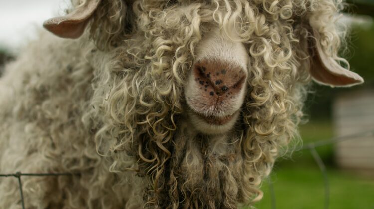 Mohair – die edle Textilfaser
