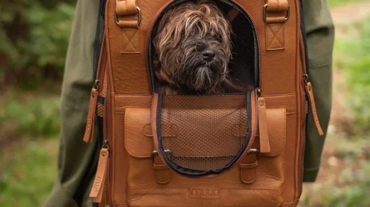 Accessoires für Strickliebhaber und tierische Begleiter