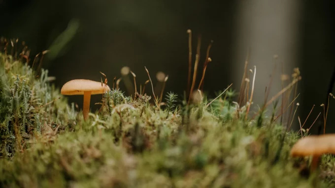 Laine Magazine I Observations