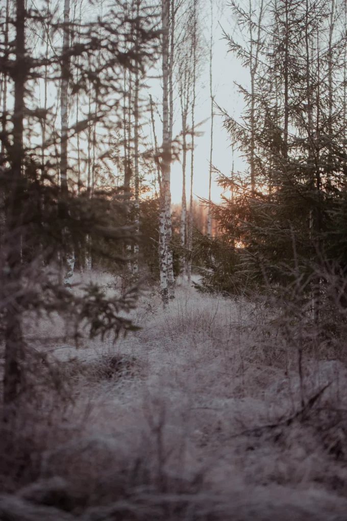 Laine Magazine I Observations