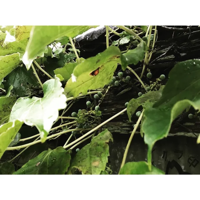 Eri Shimizu I Klimop