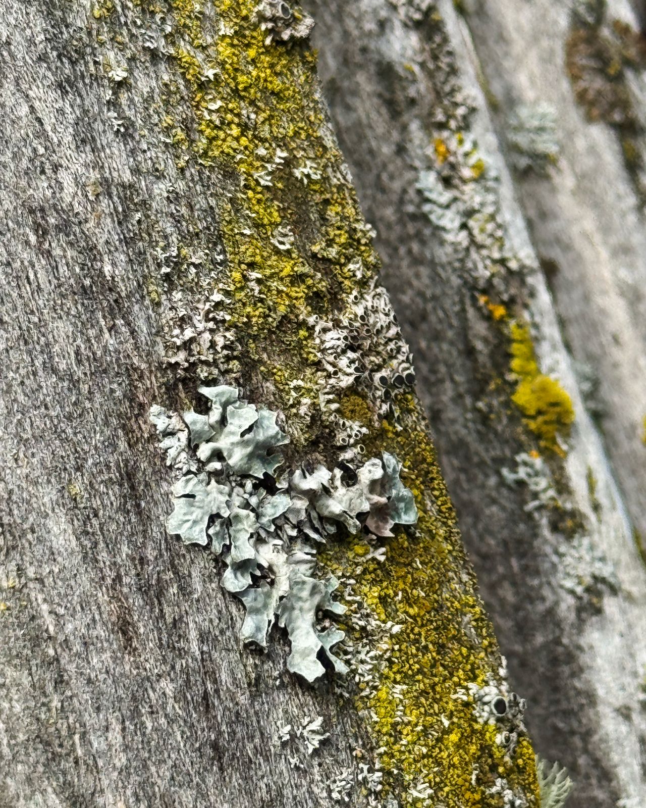 Gepard Garn I Kumula – Bild 3